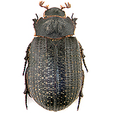 from: http://www.zin.ru/Animalia/Coleoptera/images/foto/trox-cadaverinus-(ill).jpg
