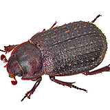 from: http://www.zin.ru/Animalia/Coleoptera/images/h_800/trox_scaber_c_lateral.jpg