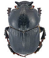photo J.C. Ringenbach from http://jcringenbach.free.fr/website/beetles/scarabaeidae/Bubas_bubaloides.htm