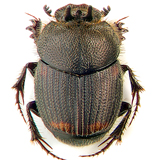 photo M.E.Smirnov from http://www.zin.ru/Animalia/Coleoptera/images/alter/onthophagus_furcatus_f_.jpg