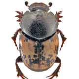 photo J.C.Ringenbach from http://jcringenbach.free.fr/website/beetles/scarabaeidae/Ontophagus_nebulosus.htm